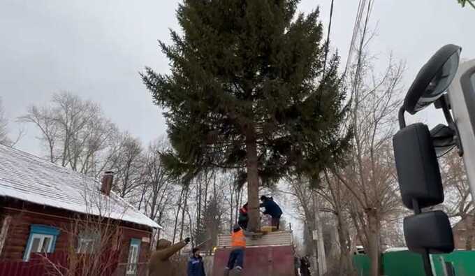 В Уфе спилили 30-летнюю ель для площади без разрешения хозяйки